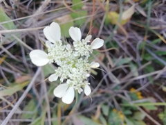 Tordylium officinale