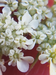 Tordylium officinale