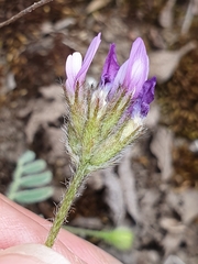 Astragalus stella - cruciatus
