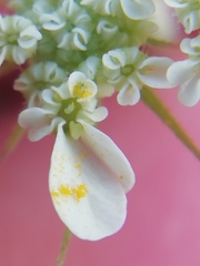 Tordylium officinale