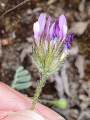 Astragalus stella - cruciatus