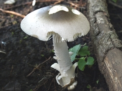 Amanita mairei