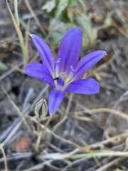 Brodiaea terrestris