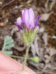 Astragalus stella - cruciatus