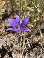 Brodiaea terrestris