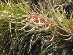 Tillandsia copanensis