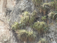 Tillandsia copanensis