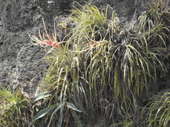 Tillandsia copanensis