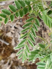 Astragalus stella - cruciatus