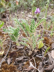 Astragalus stella - cruciatus