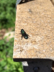 Hoplitis fulgida
