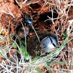 Scarabaeus laticollis