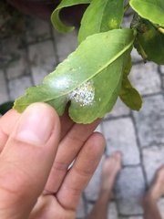 Diaphorina citri