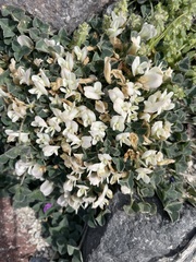 Trifolium uniflorum