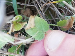 Tordylium officinale