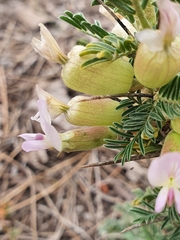 Astragalus armatus numidicus