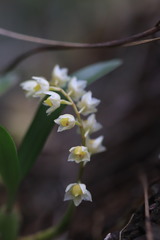 Pholidota cantonensis