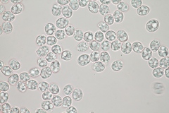 Amanita mairei