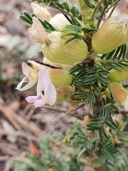 Astragalus armatus numidicus