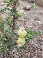Astragalus armatus numidicus