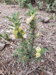 Astragalus armatus numidicus