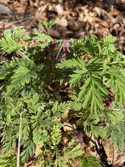 Dicentra eximia