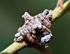 Dolophones turrigera