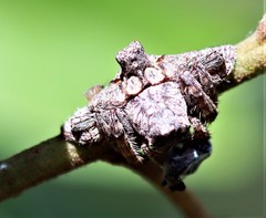 Dolophones turrigera