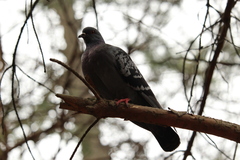 Columba livia domestica