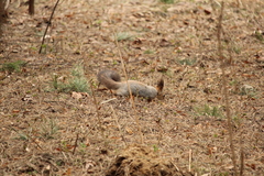 Sciurus vulgaris