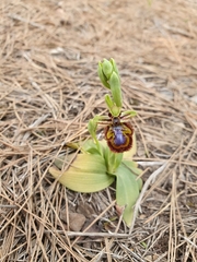 Ophrys speculum speculum