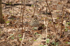 Turdus philomelos