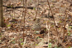Turdus philomelos