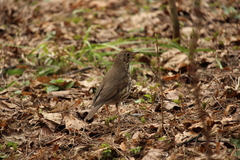 Turdus philomelos