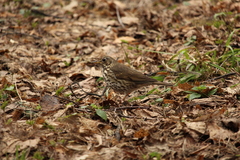 Turdus philomelos