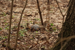 Sciurus vulgaris