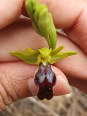 Ophrys fusca