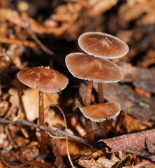 Mycena vinacea