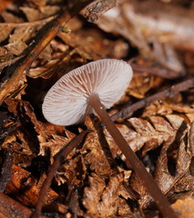 Mycena vinacea
