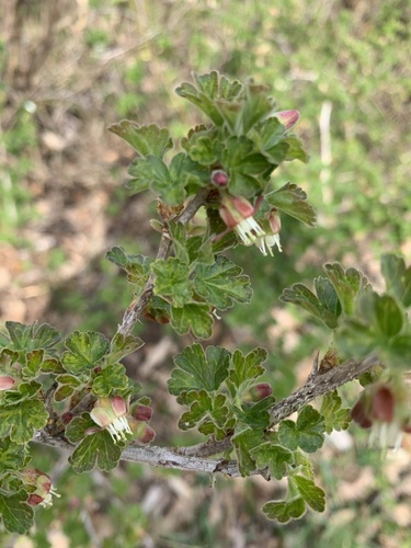 egreš obyčajný (Ribes uva-crispa)