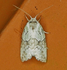 Afrida ydatodes