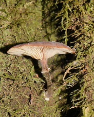 Armillaria hinnulea
