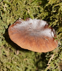 Armillaria hinnulea