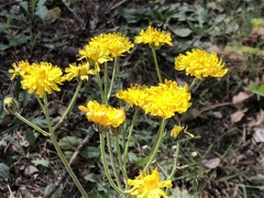Asteraceae