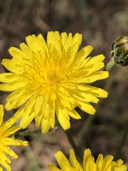 Asteraceae