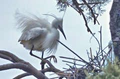 Egretta garzetta