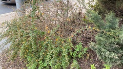 Berberis