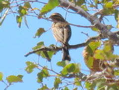 Emberiza tahapisi nivenorum