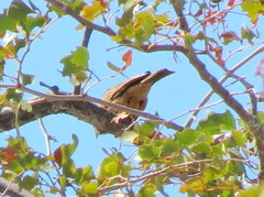 Emberiza tahapisi nivenorum