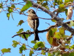 Emberiza tahapisi nivenorum